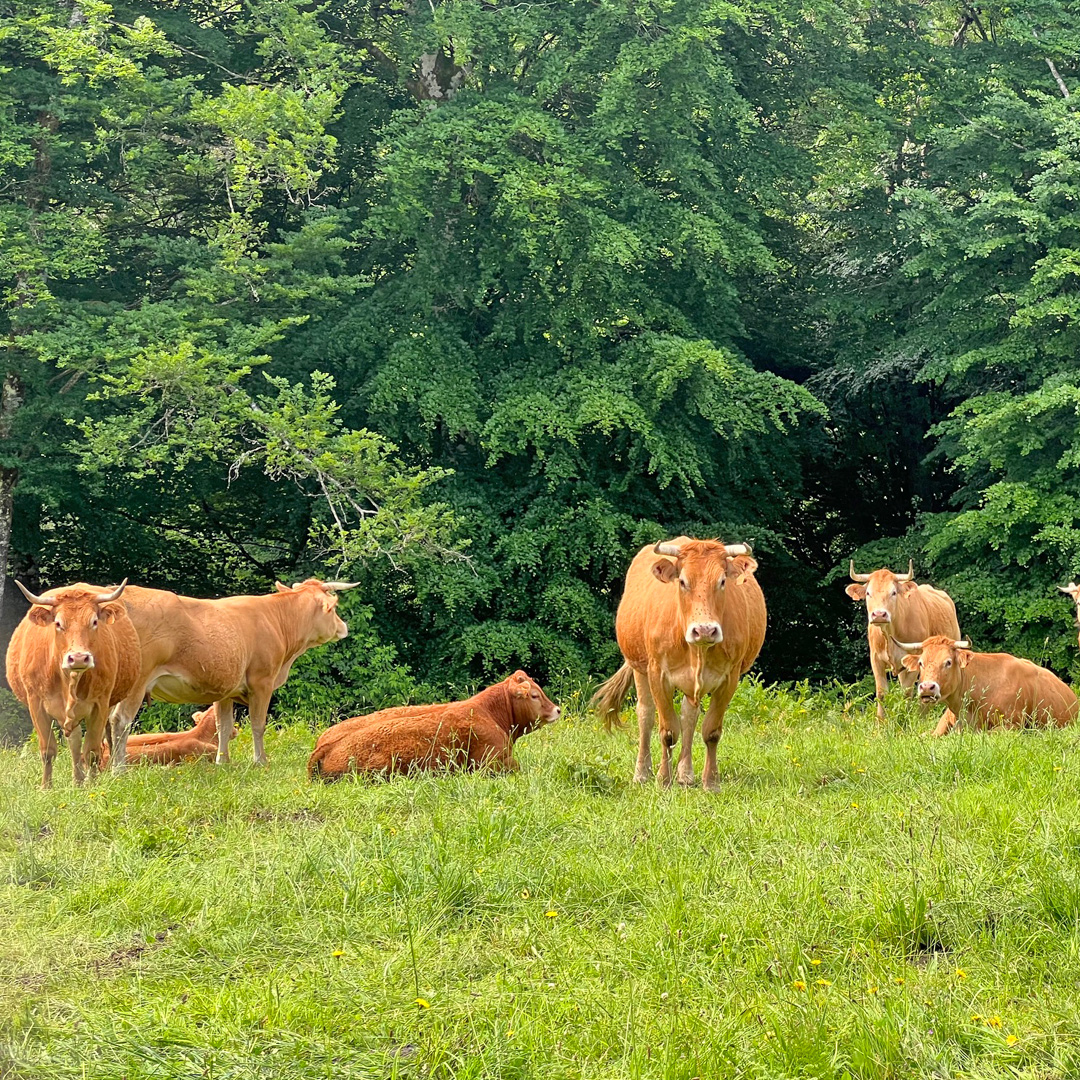 Flayat-MaisonDhotes-Vaches-Creuse